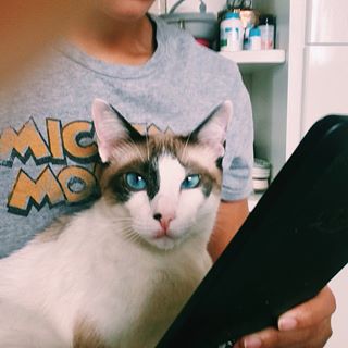 novo meme da gata que estava com saudade e não deixa nem a mãe ler sozinha agora ❤️ #instagatos #catstagram