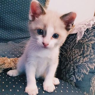 saudade chegar em casa e ter uma nenê desse tamanho pra eu amassar ❤️😌 hoje o #tbt é pra Nina em 2014 | #filhotes #babycat