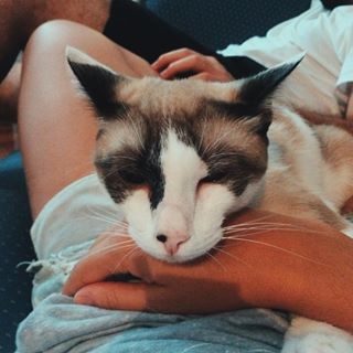 Nina está fazendo a reconstituição da minha expressão facial neste momento. 😴 #cats #gatosdeinstagram  #lazymorning