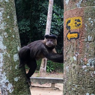 Primeiramente bom dia! 🐒⬅️ | Tirei tanta foto aqui que tá difícil de ordenar tudo kkk no snap tem em tempo real: Feepineda 👻 #RJ #021 #parquelage #riodejaneiro