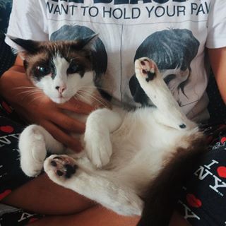 cat nurse! 😷 atenção vítimas do outono: graças às patinhas curandeiras deste animal estou quase 100% e recomendo! (E graças aos 9 dias de antibiótico destruindo meu estômago também) 😂😂 #bomdia #catstagram #crazycatlady