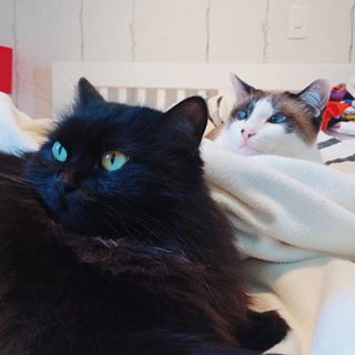 A preta e a Branca ❤️ Raridade conseguir fotografar essas duas juntas! 😍
 #catstagram #gateiras #mycats #gatos #cutecats